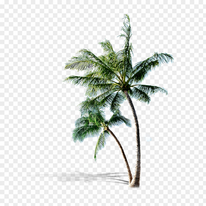 Coconut Tree Pompano Beach Poster PNG