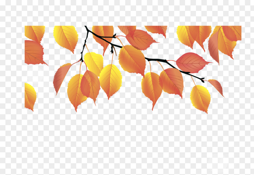 Leaf Autumn Color Yellow PNG