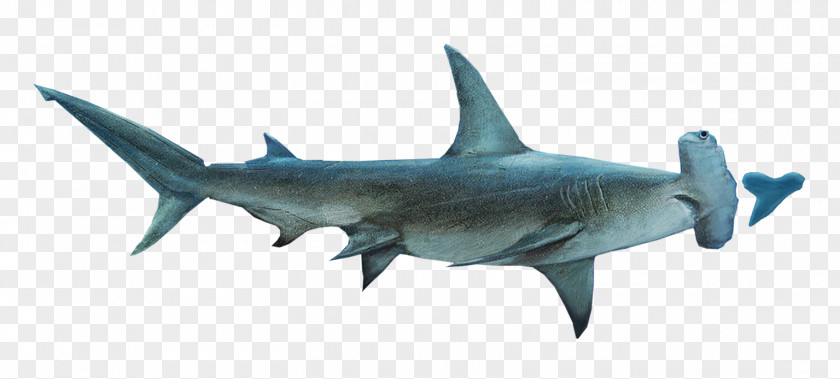 Sharks Hammerhead Shark Lamniformes Requiem Squaliformes Tiger PNG
