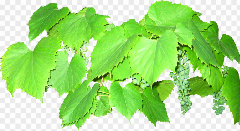 Vector Grapes Common Grape Vine Leaves Euclidean PNG