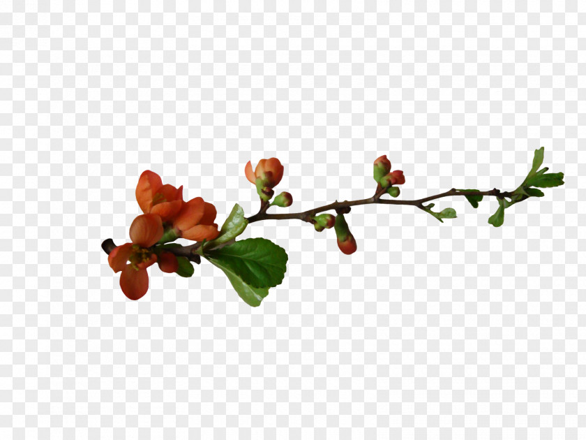 Bonbones Flowering Plant Tree Clip Art PNG