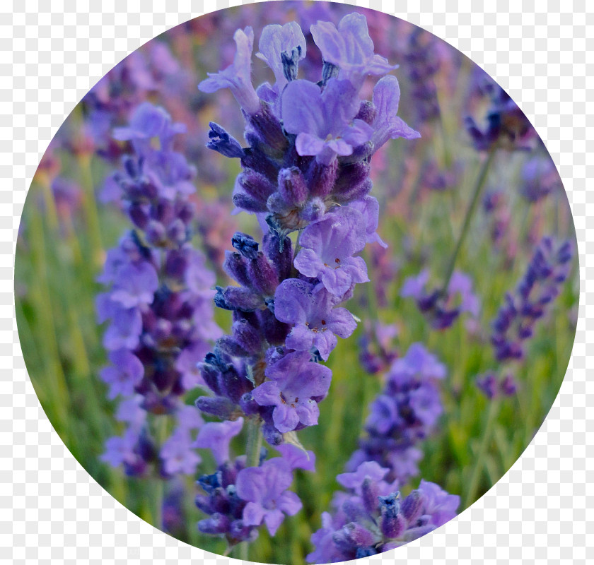 English Lavender French Hyssopus Catnips PNG