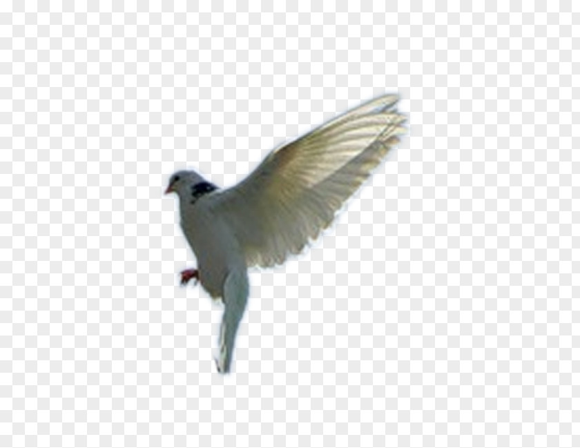 Feather Stock Dove American Sparrows Cuckoos Beak Wing PNG