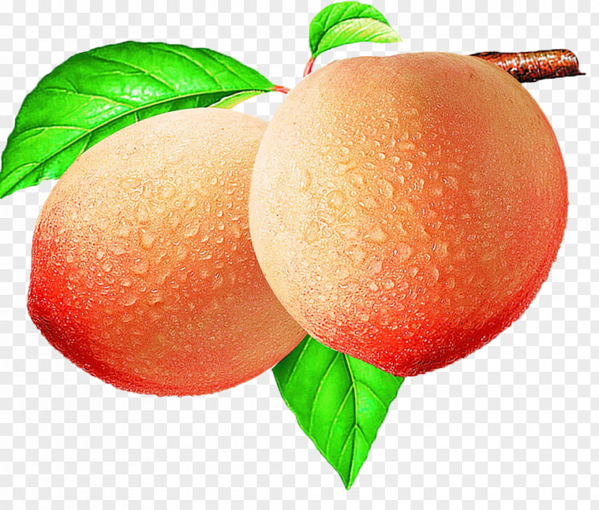 Peach Download Illustration PNG