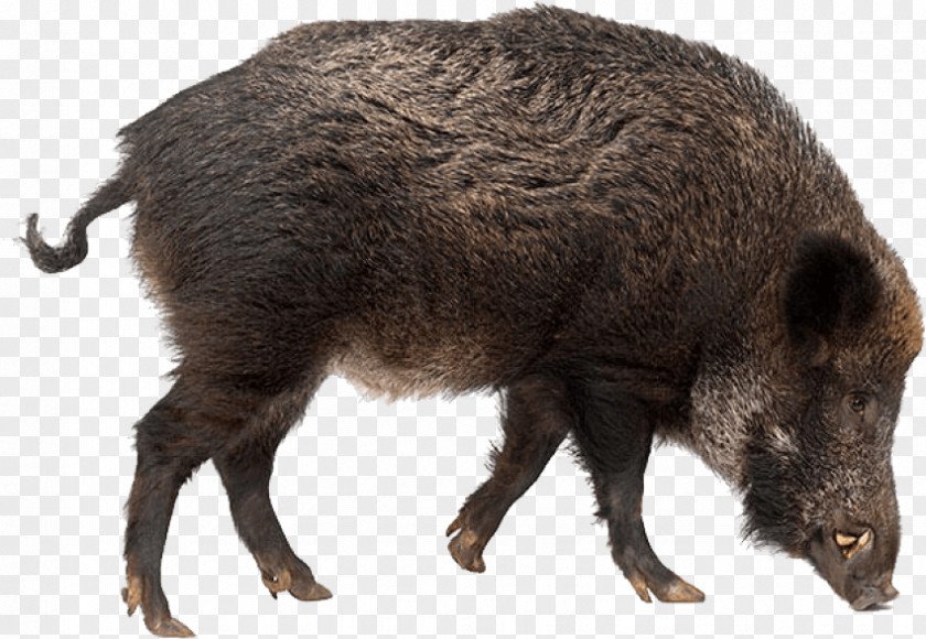 Wild Boar Stock Photography PNG