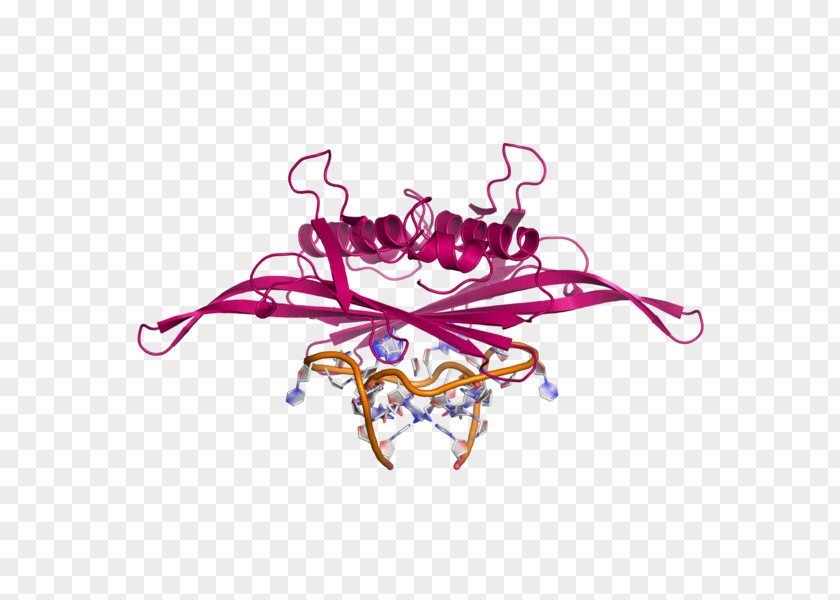 Bacteriophage MS2 RNA Clip Art Capsid PNG