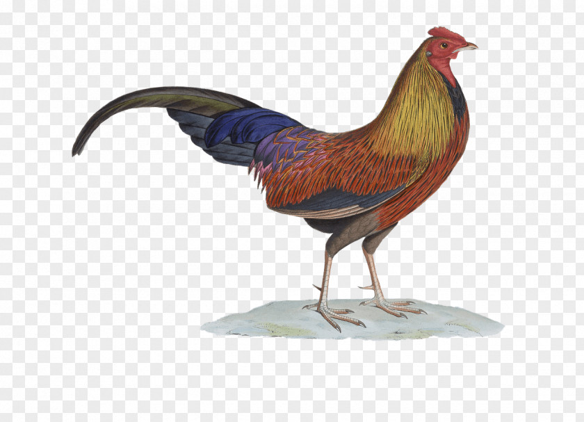 Bird Chicken Rooster Sri Lankan Junglefowl Galliformes PNG