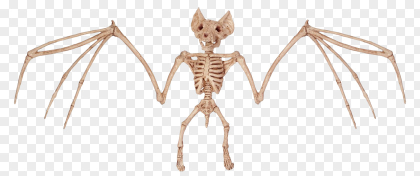 Halloween Bats Pictures Bat Bone Human Skeleton PNG