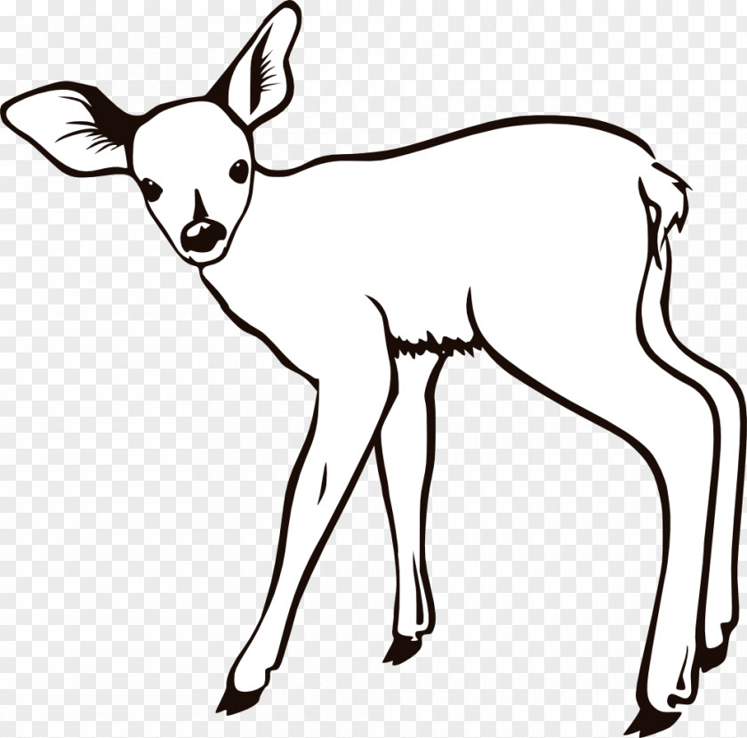 Kangaroo Outline White-tailed Deer Coloring Book Infant Child PNG