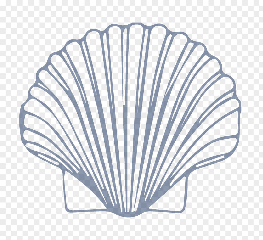 Seashell Mollusc Shell Drawing Pectinidae Nautilidae PNG