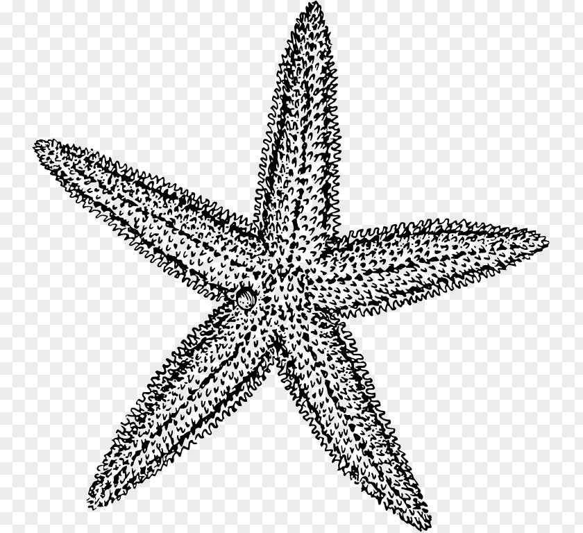 Starfish Black And White Drawing Clip Art PNG