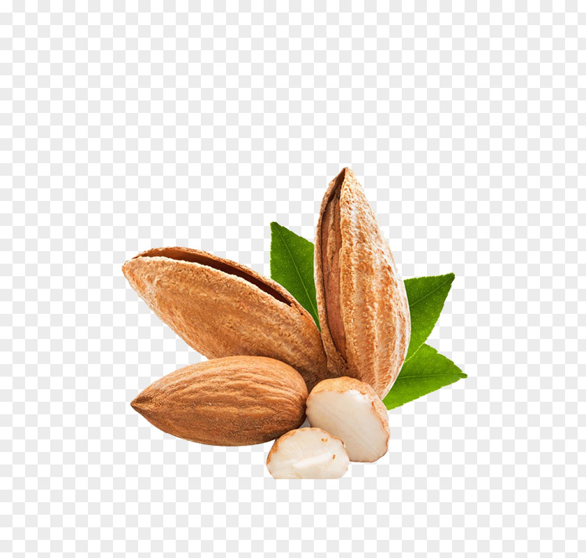 Almond Nuts Decorative Patterns Nut PNG