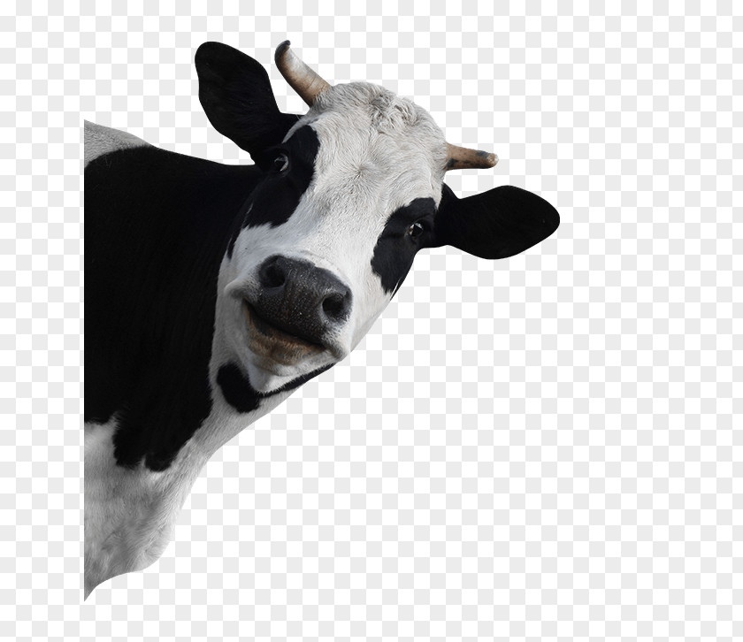 Bovini Holstein Friesian Cattle Calf Baka Taurine Dairy PNG