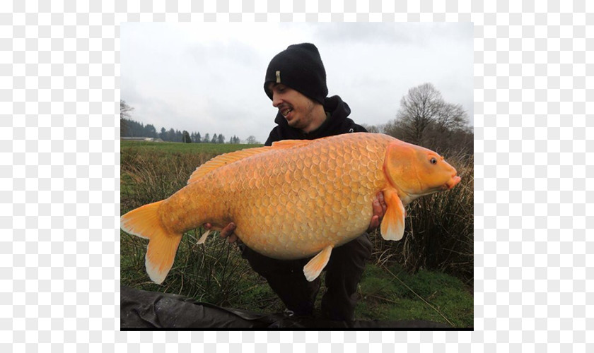 Carpe Limoges Koi Carp Sagnat Fish PNG