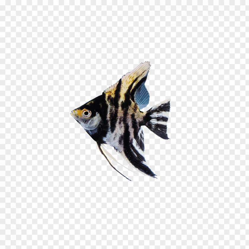 Insects, Fish Ornamental Clip Art PNG