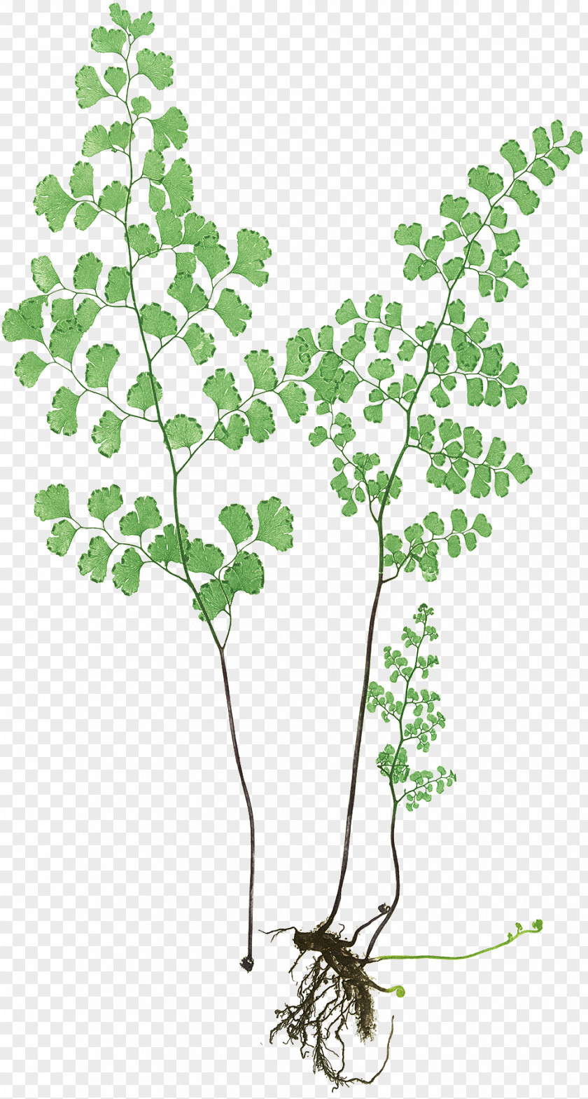 Leaf The Art Of Botanical Illustration Twig Adiantum Capillus-veneris PNG