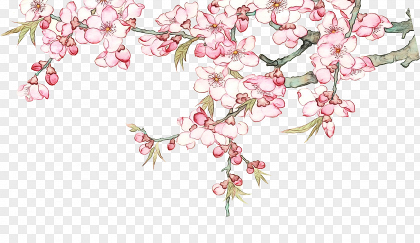 Petal Tree Cherry Blossom PNG