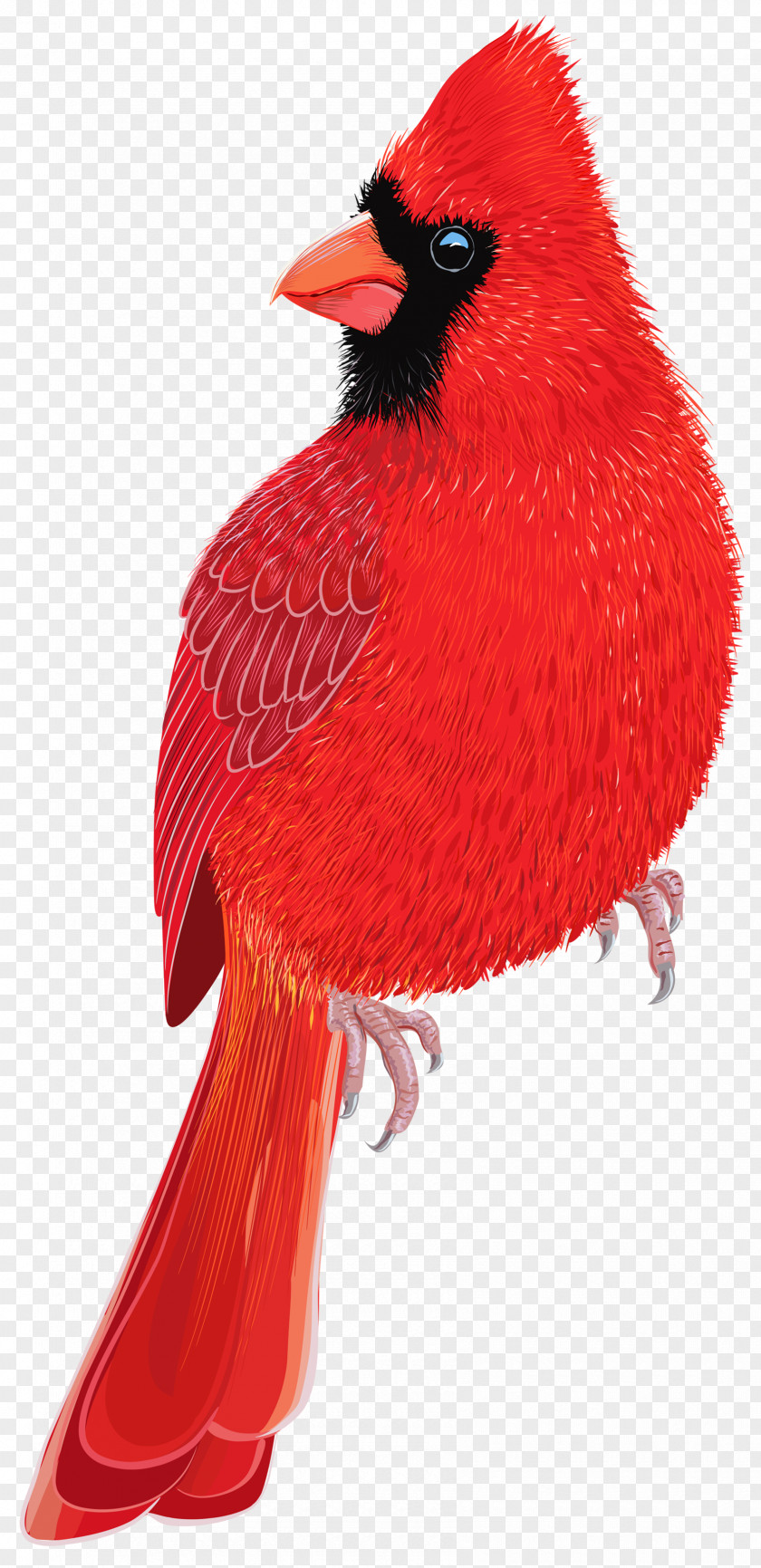 Birds Bird Northern Cardinal Clip Art PNG