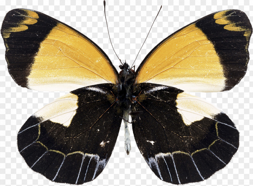 Butterfly Monarch Moth Image Clip Art PNG