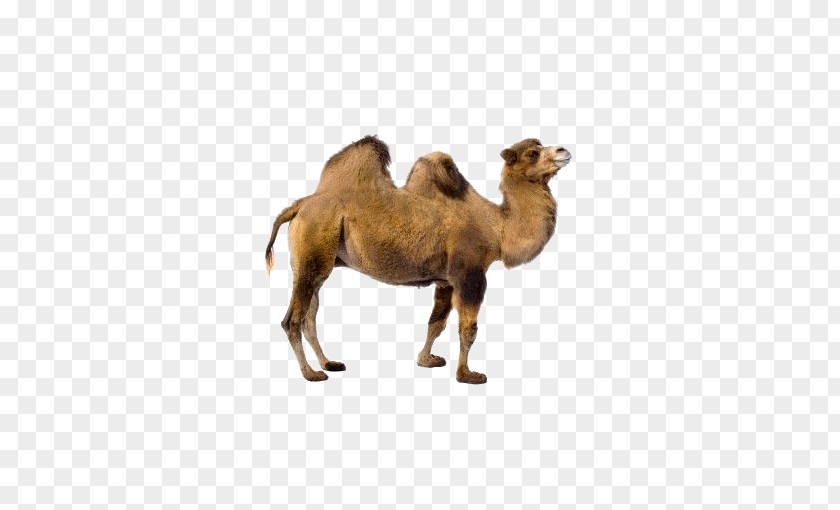 Desert Camel Bactrian Dromedary Llama Vicuxf1a PNG