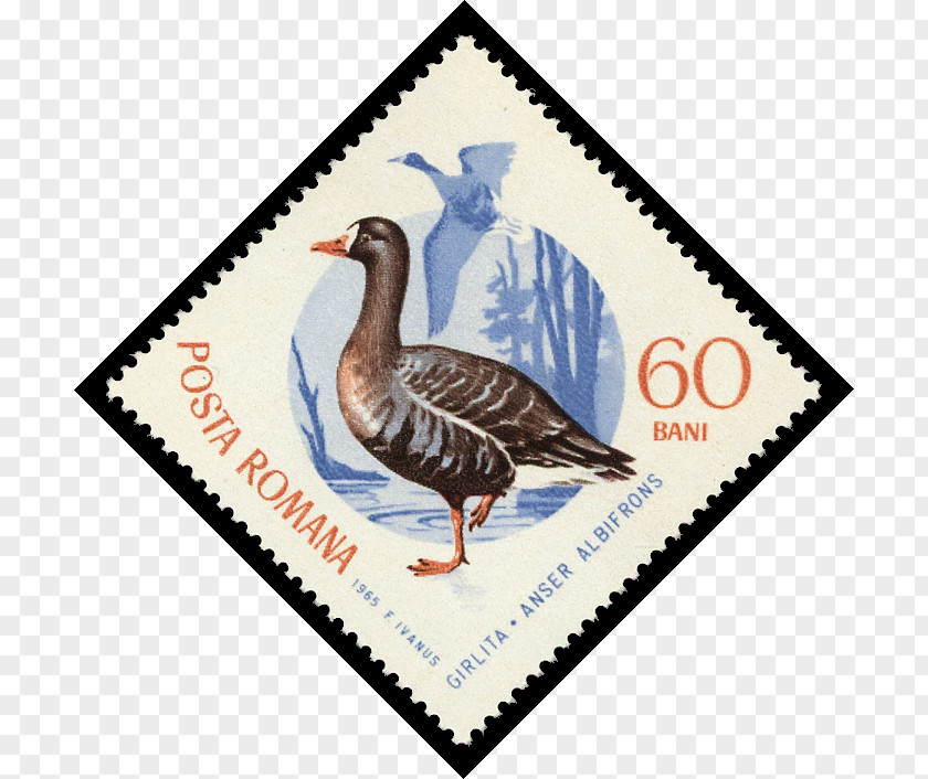 Duck Goose Sbeitla 0 Postage Stamps PNG