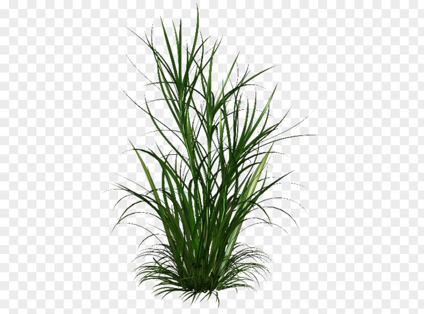 Scutch Grass Weed Clip Art PNG