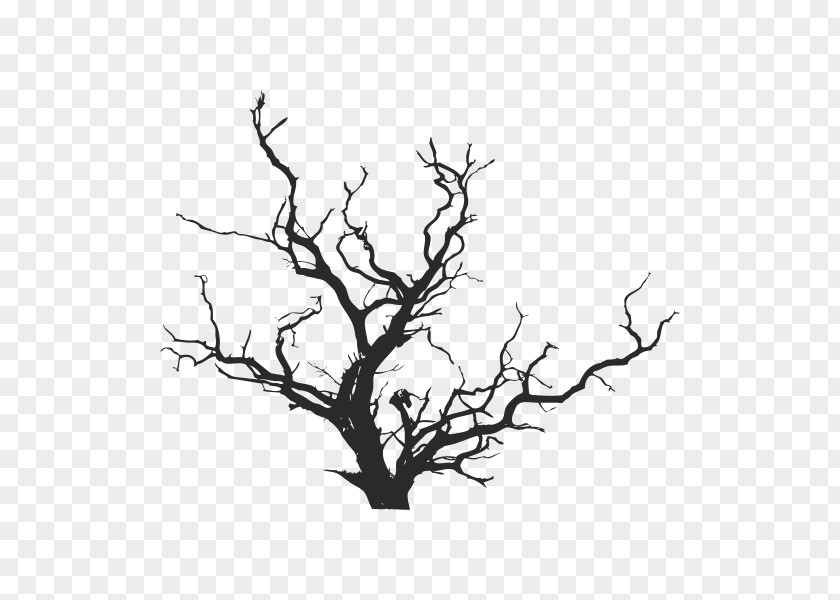 Tree Lindenfeld YouTube Spotify PNG
