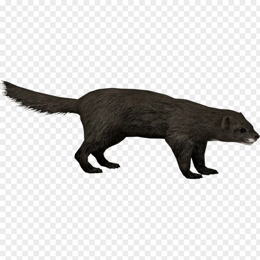 Animal Mink European Pine Marten Zoo Tycoon 2 Viverridae PNG