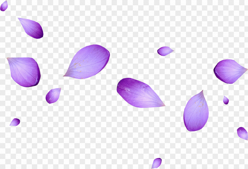 Crocus Flower Petal PNG