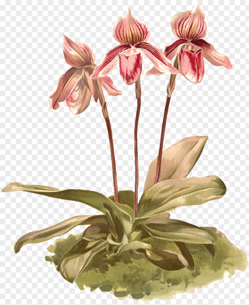 Flower Jersey Lily Cut Flowers Floral Design Flowerpot PNG