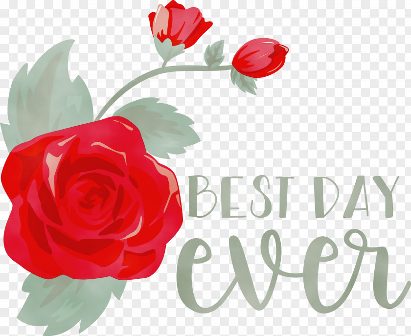 Garden Roses PNG