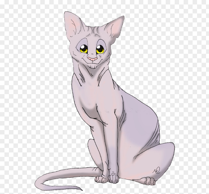 Kitten Really Cute For Teachers Donskoy Peterbald Devon Rex Korat Whiskers PNG