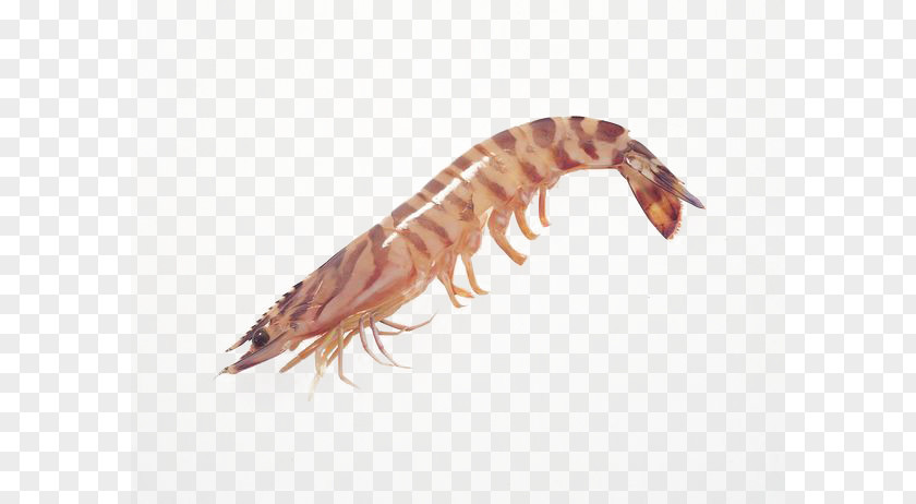New Shrimp Caridea Whiteleg Chinese White Seafood PNG