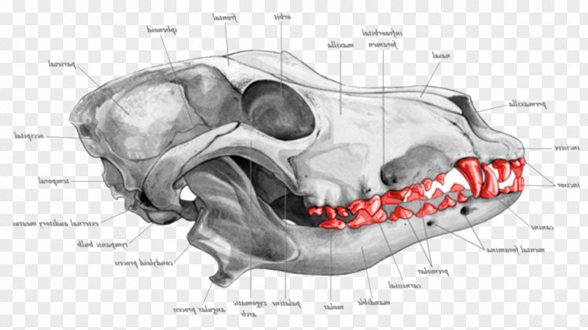 Bone Dog Jaw Snout Muzzle PNG