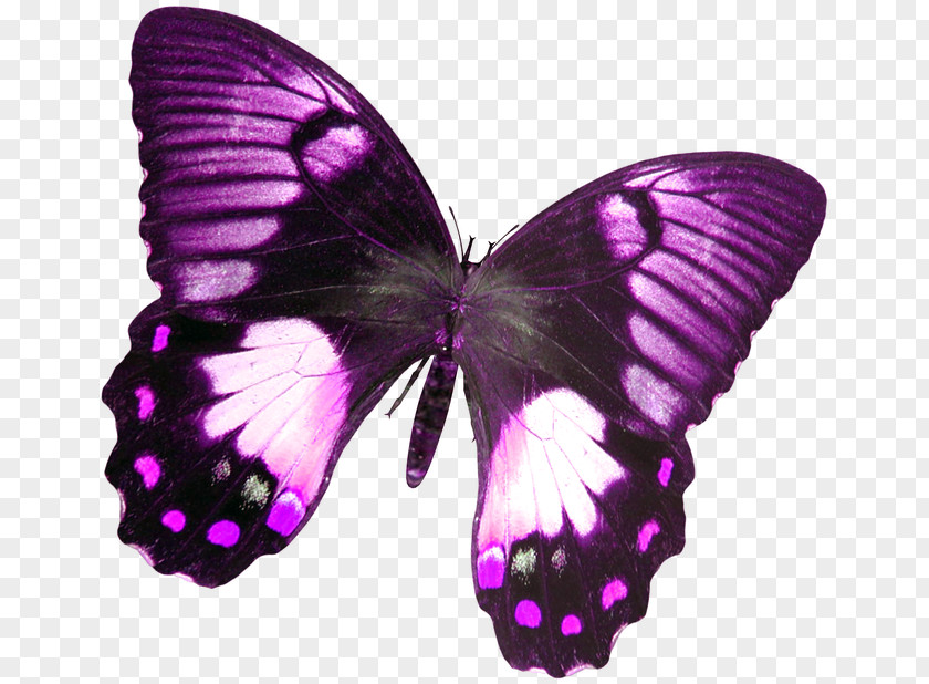 Butterfly Pollinator Insect Clip Art PNG
