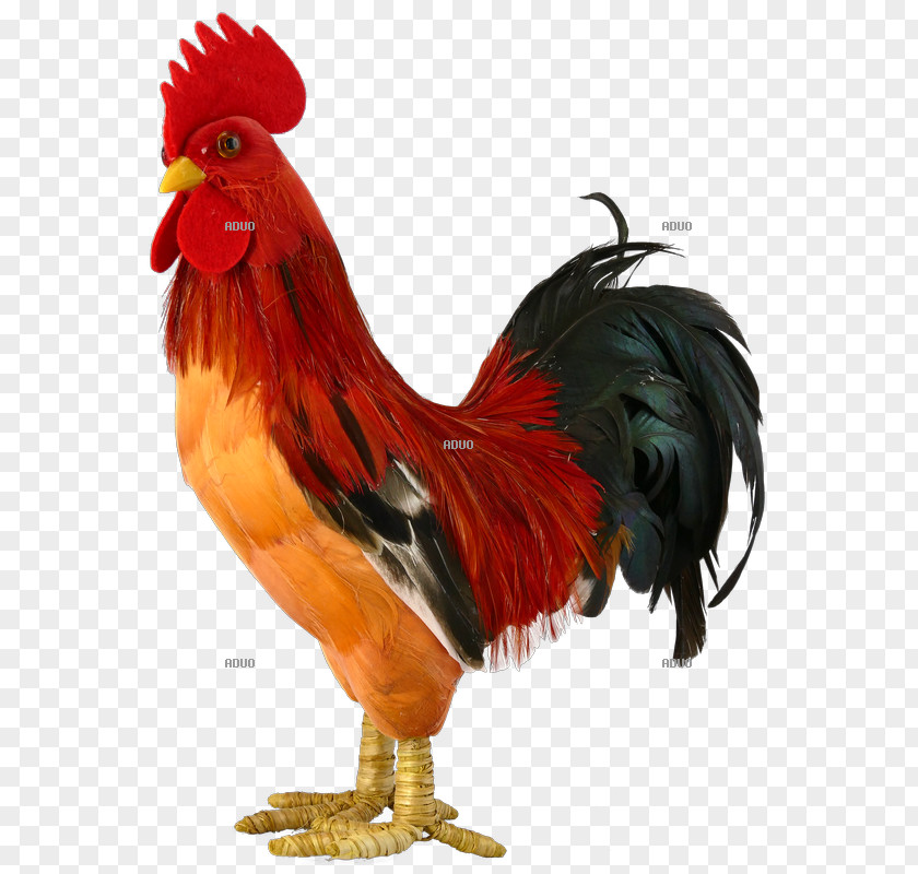Chicken Rooster Hönsgård Animal Feather PNG