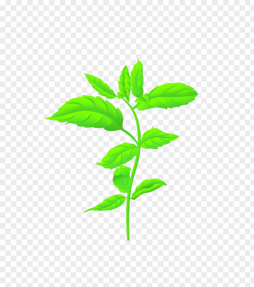 Mint Mentha Spicata Canadensis Euclidean Vector PNG