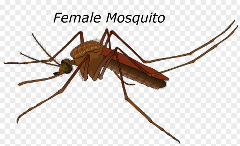 Bug Yellow Fever Mosquito Female Mating Control PNG