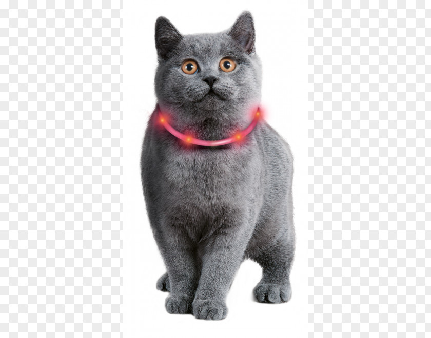 Cat Dog Collar Rope Light PNG