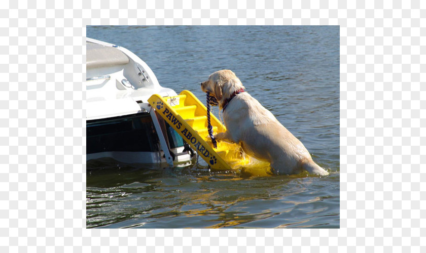Golden Retriever Paws Aboard Doggy Boat Ladder And Ramp Pet Dock PNG