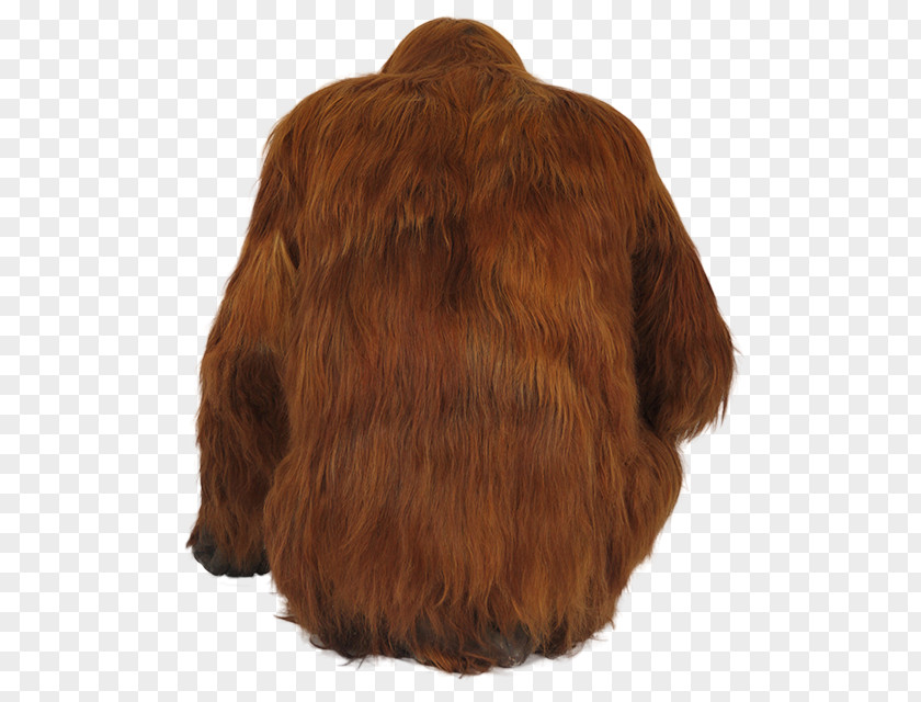 Orangutan Caramel Color Brown Fur Snout PNG