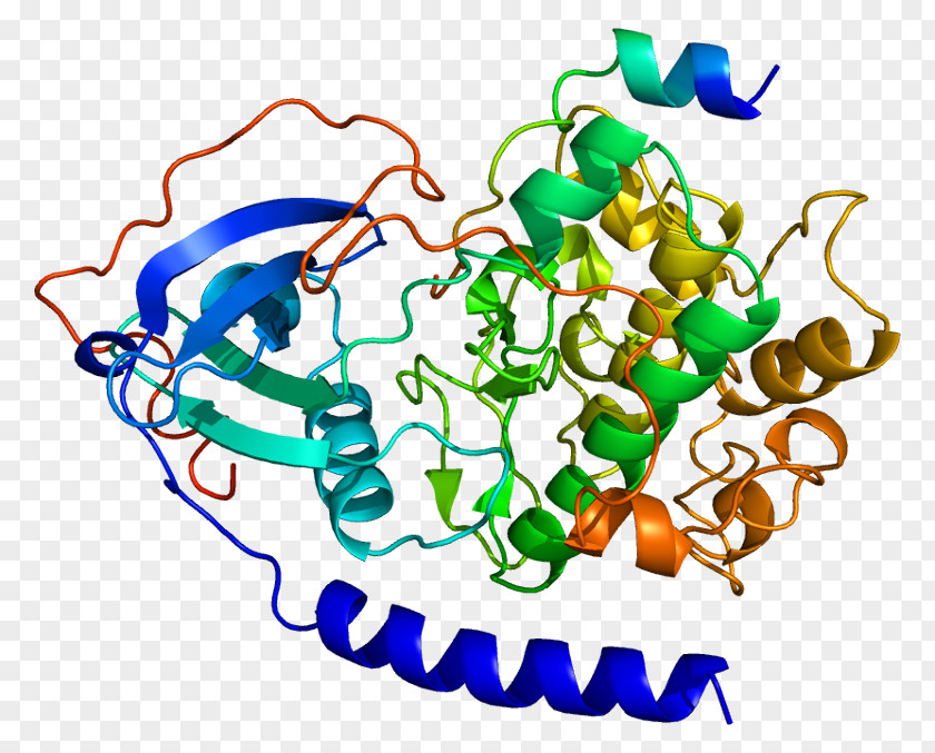 PRKACA Protein Kinase A PRKACB Subunit PNG