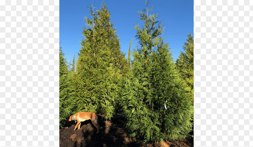 Evergreen Trees Spruce Fir Larch Tree Pine PNG