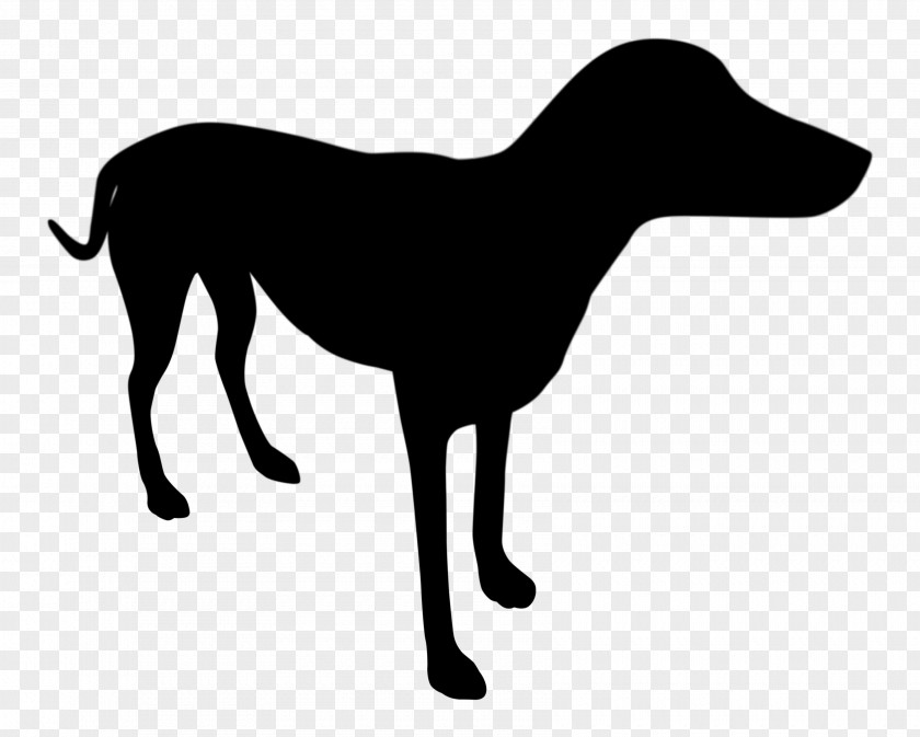 Italian Greyhound Dog Breed Longdog Clip Art PNG