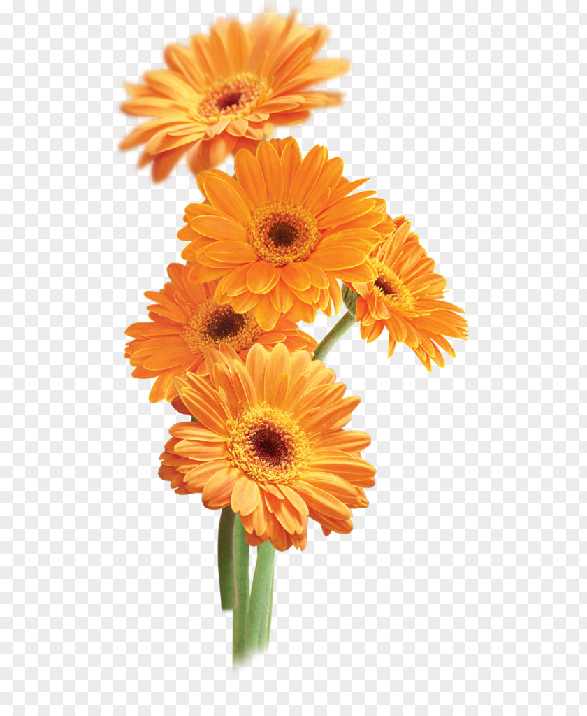 Marigold Flower Orange Transparency And Translucency Clip Art PNG