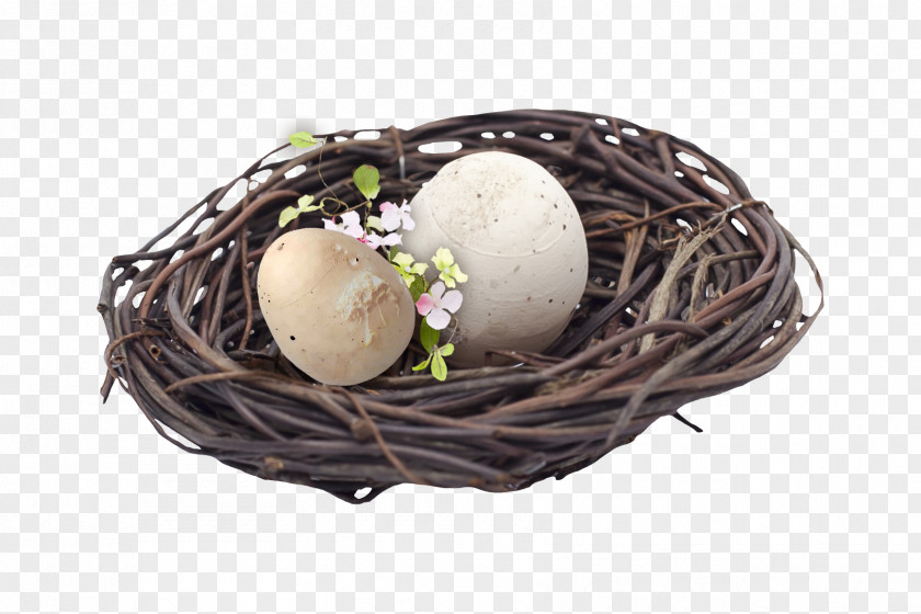 Nest Bird Egg Easter PNG