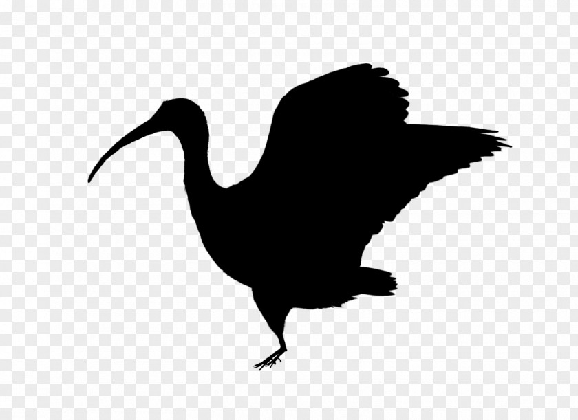 Swans Goose Duck Beak Water Bird PNG