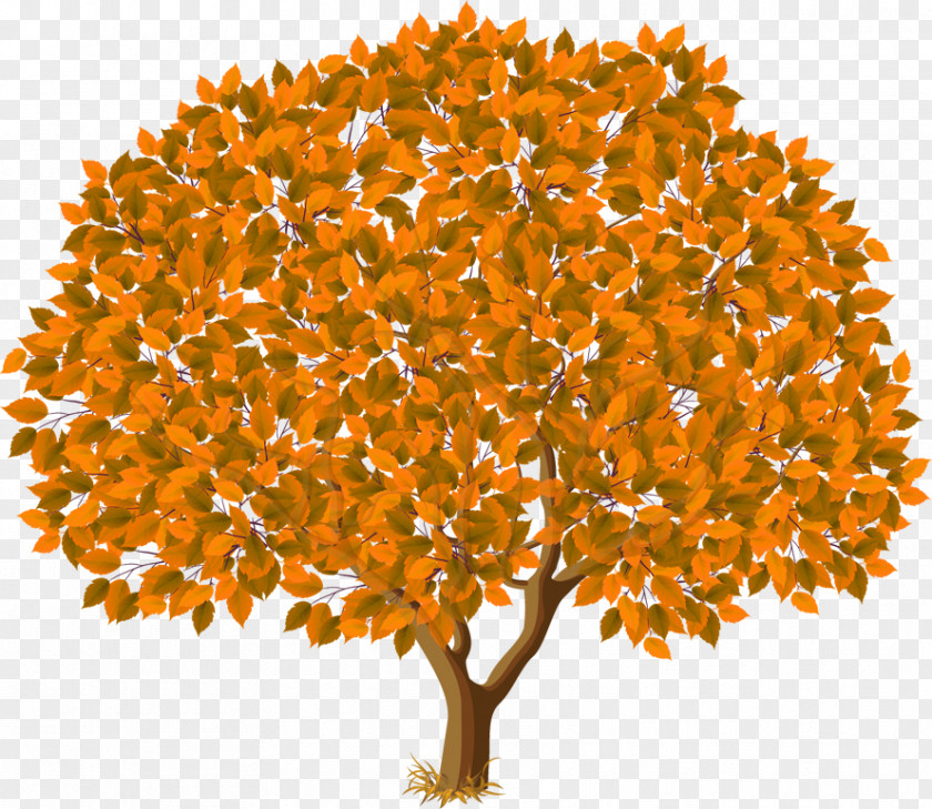 Autumn Tree Clip Art PNG