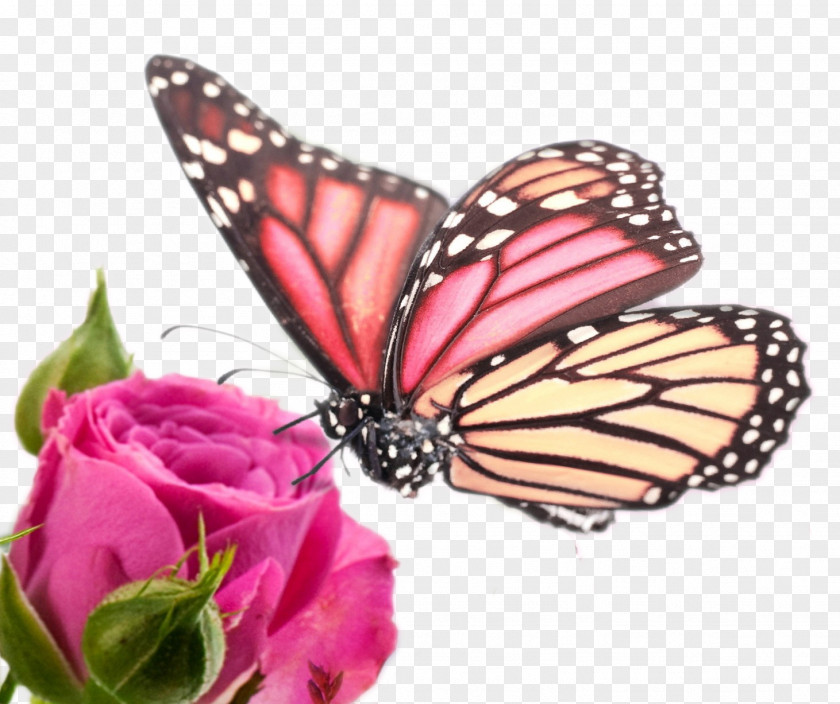Butterfly And Flower Samsung Galaxy Note Edge 4 High-definition Video 1080p Wallpaper PNG
