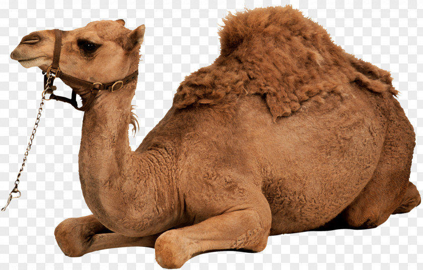 Clipart Download Camel Dromedary Bactrian Clip Art PNG